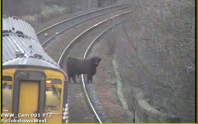 Síneken bóklászó tehén akadályozta a vonatközlekedést