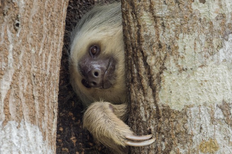 Indul a lajhár tévécsatorna