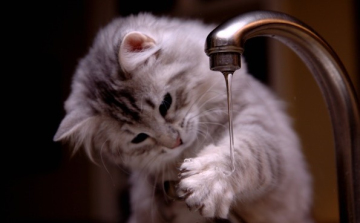 DÖNTSÜK MEG EGYÜTT A KÉZMOSÁS OKTATÁS VILÁGREKORDJÁT!