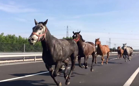 Lovak vágtatnak az M7-es autópályán