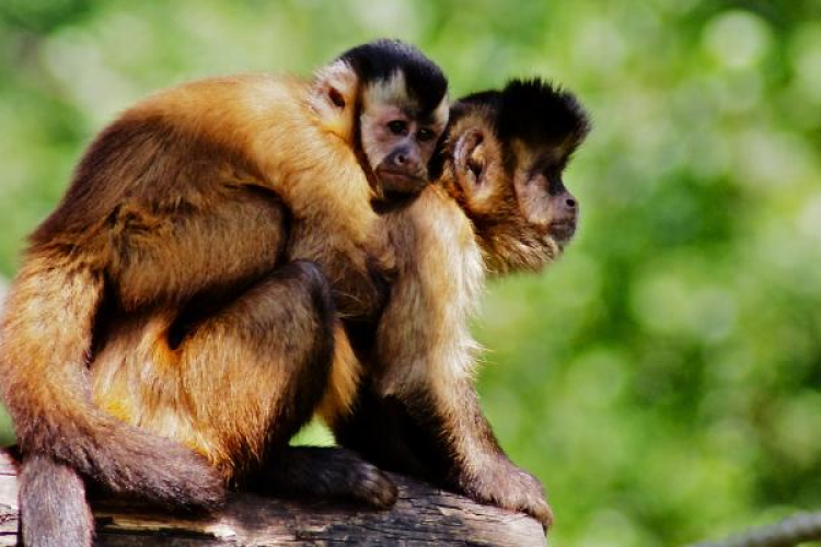 Árvíz - Visszaköltöztették az állatokat eredeti helyükre a győri állatkertben