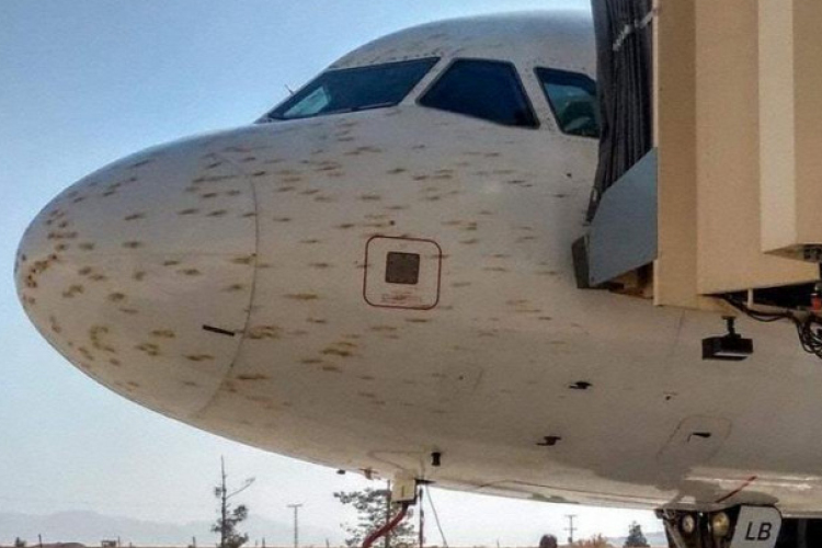 Sáskarajjal ütközött az Airbus gépe