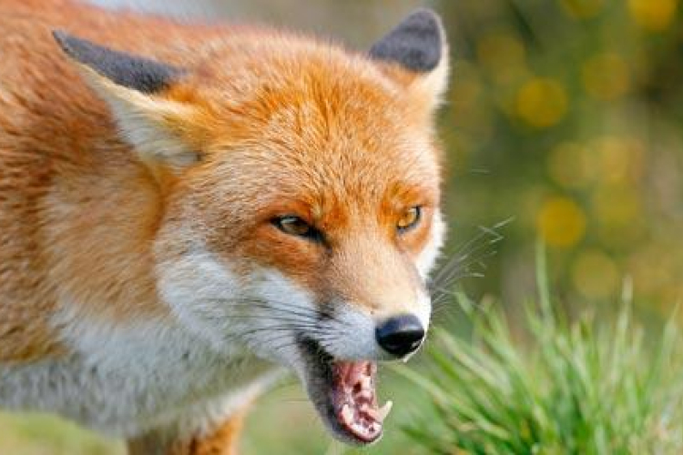 Vécén ülve támadta meg a róka