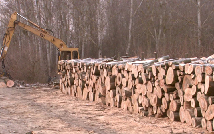 Elindult a tűzifaprogram