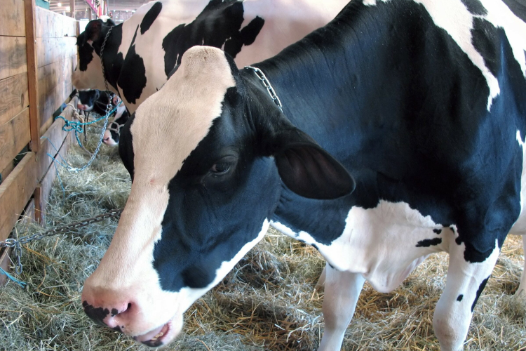 Száj- és körömfájásra járvány: feloldották az állatok Magyarországról Szlovákiába szállításának tilalmát