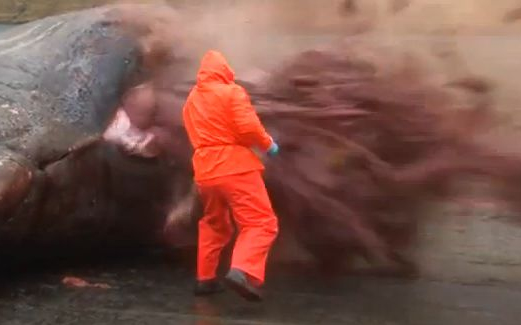 Láttál már bálnát szétrobbanni? Videó!