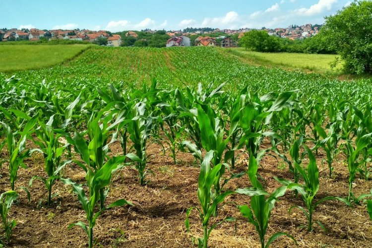 Nyugat-Dunántúlon drágultak a leginkább a szántóföldek