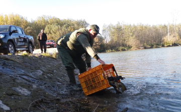 Most pörög fel igazán a haltelepítés