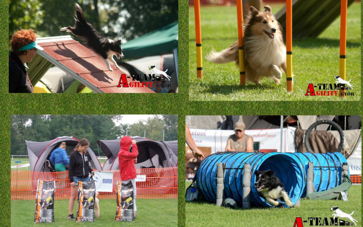 IV. Szigetköz Agility Kupa