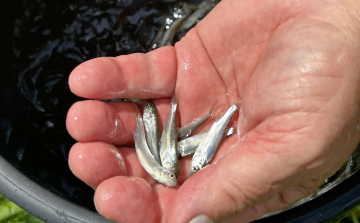 Öt helyszínre 29 ezer előnevelt halat vittek