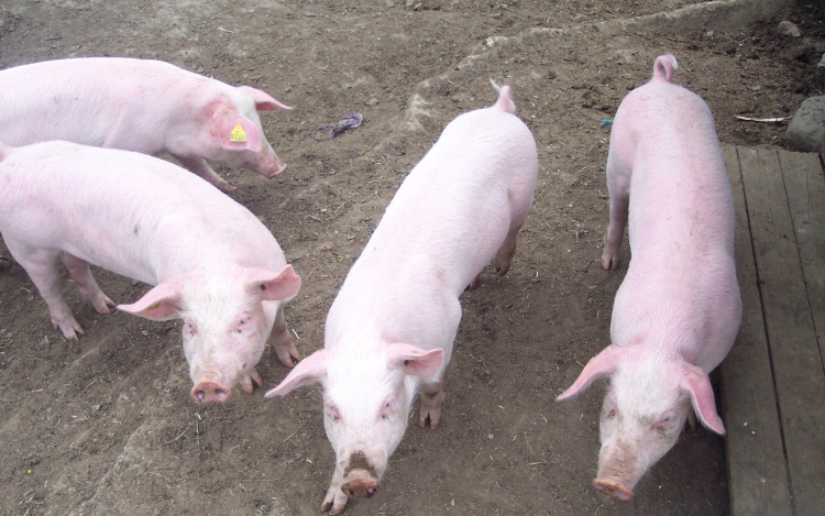 Több mint 500 sertést kellett leölni a pestis veszélye miatt