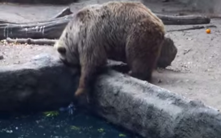 Budapesti állatkert medvéje ment meg egy madarat