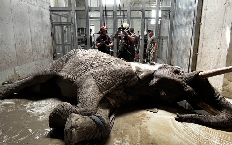 Elefántmentéshez kérték a győri tűzoltók segítségét