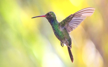 Hatvanöt év képei a falakon