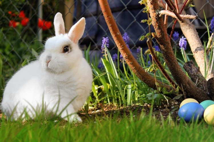 Ne ajándékozzunk élő nyulat húsvétra!