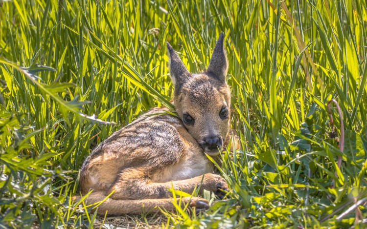 Drónokkal vigyáznak az őzgidákra