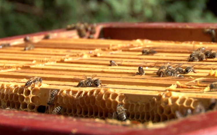 Lezárult a mézeltetési szezon