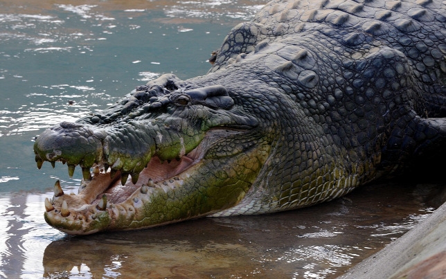 Emberölő, 50 éves krokodilt fogtak a Fülöp-szigeteken 