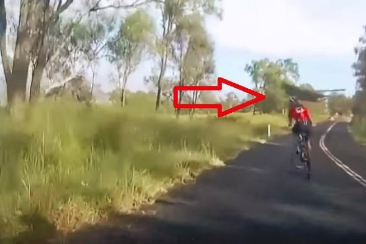 Kenguruval ütközött a biciklis