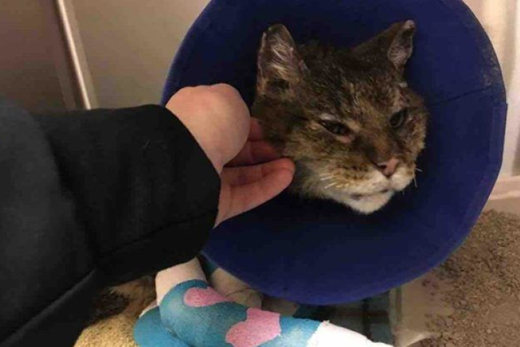 10 év után találták meg a cicát