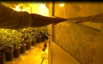 Őrizetben a kábítószer-termesztő