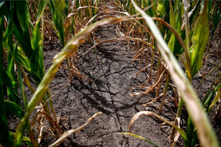 További három száraz hónap elé nézhet az aszály sújtotta Európa 