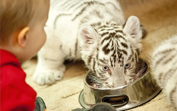 Cseperednek már a Xantus János Állatkert fehér bengálitigris-kölykei