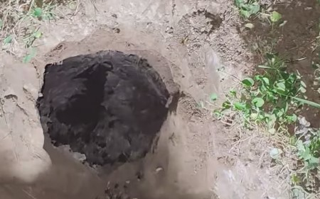 Darázsveszély Écsen! – felszámolták a rekordnagyságú fészket