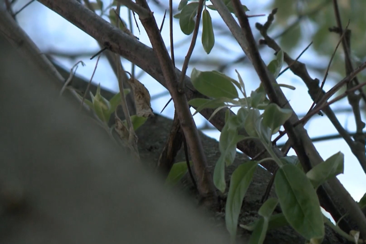 A gyerekeket sem kíméli az allergia