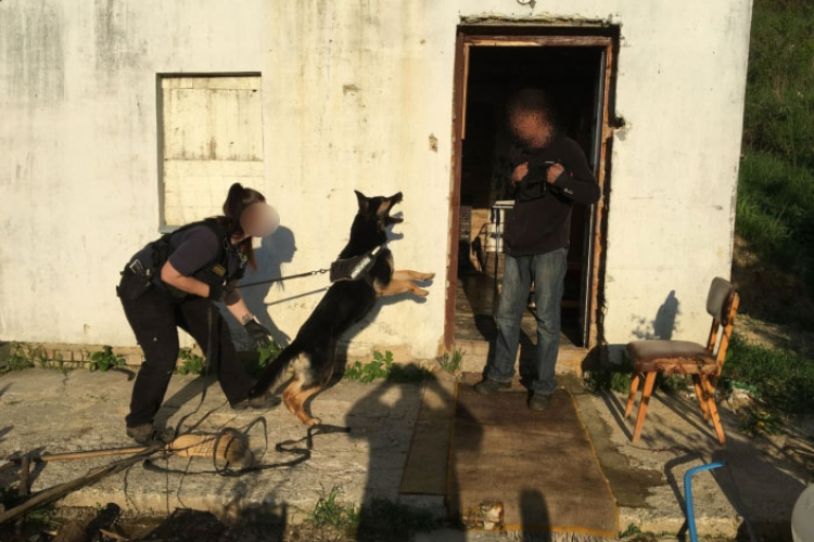 Inka segített elkapni a betörőket