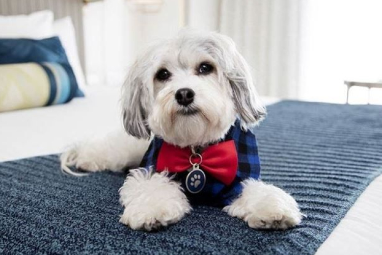 Szálloda,ahol a kutya is alkalmazott