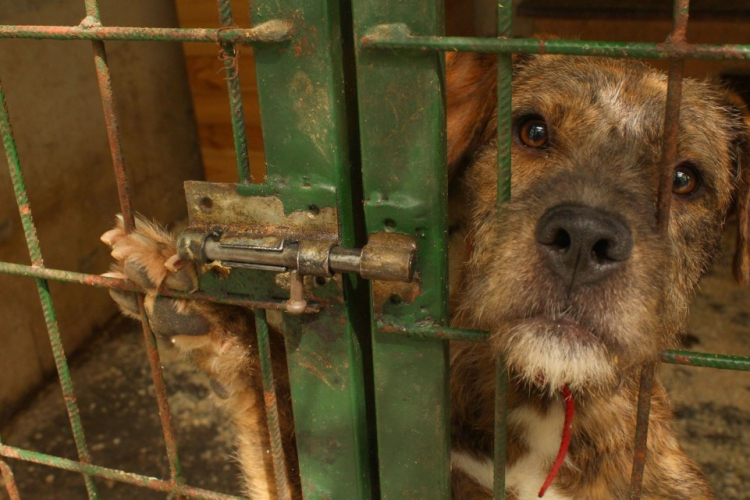 Aki tud segítsen a Győri Állatmenhelynek! 