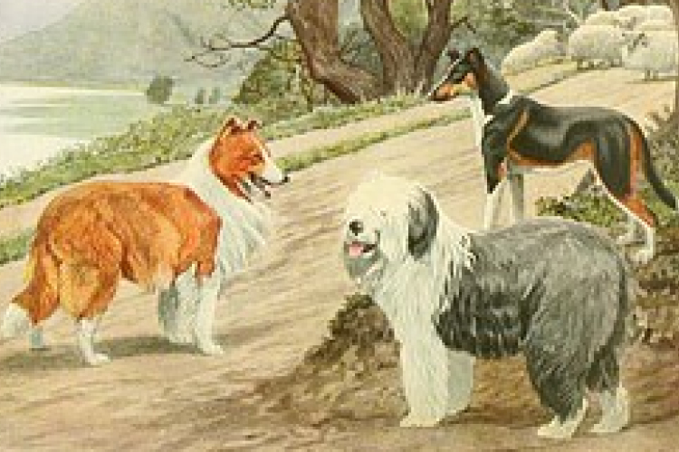 A kutyák fertőző rákjának útját térképezték fel DNS-vizsgálattal