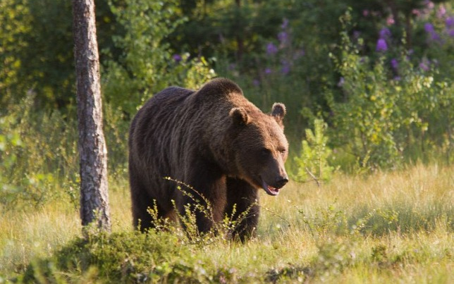Medveanya és két bocsa mart halálra egy férfit