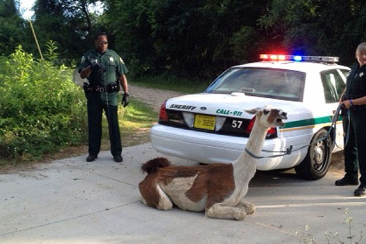 Elszökött láma tapostott meg és köpött egy rendőrre