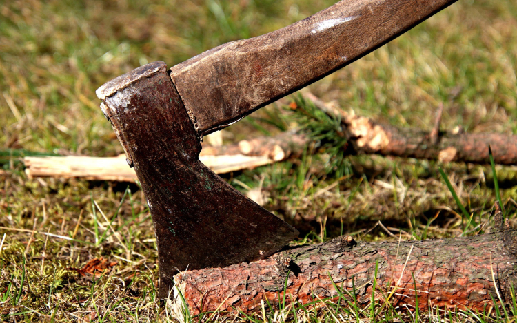 Karácsony előtt loptak el 39 fenyőfát – Most emeltek vádat az ügyben