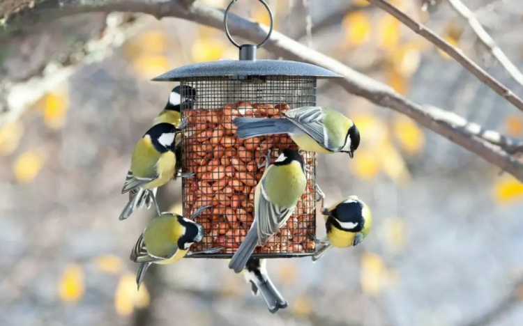 Tíz település nyert madárvédelmi eszközöket az MME pályázatán