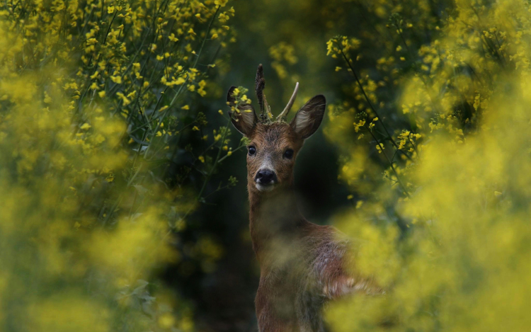 Őznász: most különösen figyeljünk az utakon!