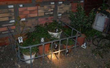 Por a fecskendőben, cannabis a lakásban