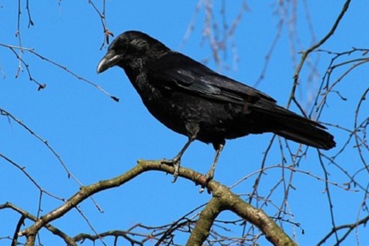 Eltávolították a lakók kérésére a varjúfészkeket