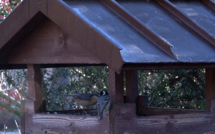 Harminc éve figyeljük meg a madarakat