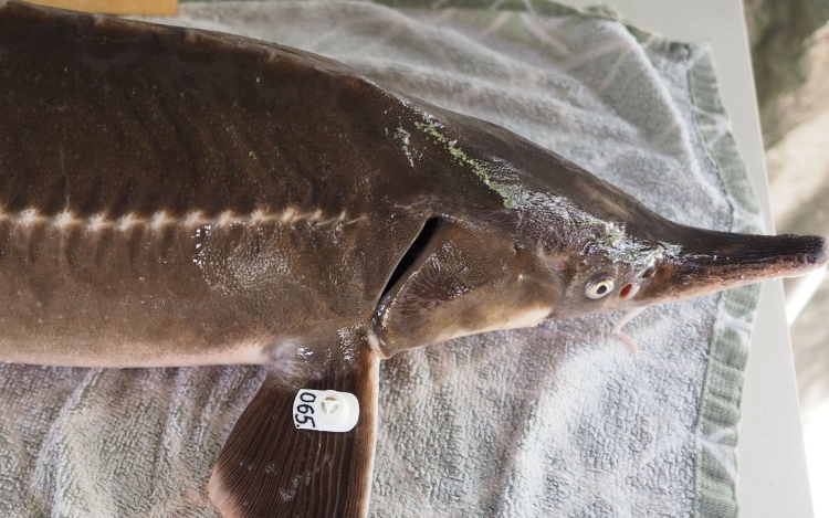 Jeladós kecsegék úsznak a Dunában, ezt tegye, aki kifogja 