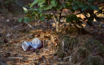 Erdőtisztító kihívást indítanak országszerte