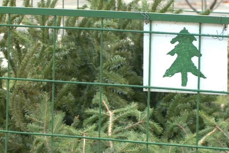 Több, mint 110 helyen gyűjtik a fenyőfákat Győrben