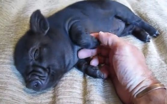 Láttál már kismalacot, aki ennyire élvezi a simogatást?