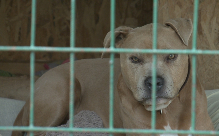 Létszámstop a győri menhelyen