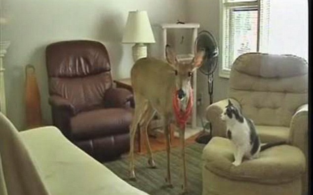 Háziállatként él a szarvastehén 