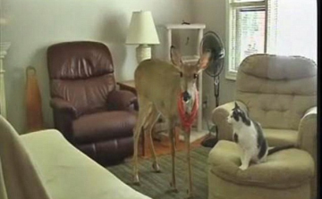 Háziállatként él a szarvastehén 