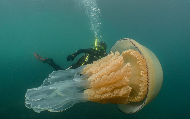 Embernagyságú medúzát fedeztek fel