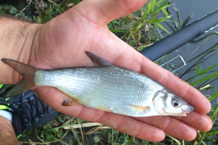 Tavaszi keszegezés álló-és/vagy folyóvízen